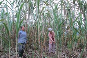 Tuyên Quang: Khuyến nông giúp phát triển đời sống người dân
