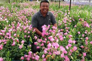 “Đồi Hoa” trong chuỗi giá trị sản phẩm hoa