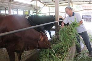 Quảng Điền chủ động phòng chống rét cho gia súc trong mùa mưa lạnh