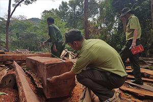 UBND tỉnh Đắk Lắk chỉ đạo xử lý nghiêm vụ phá rừng lớn nhất từ trước tới nay