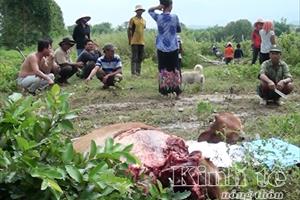 Phú Yên: Kẻ trộm xẻ bò lấy đùi, bỏ lại phần đầu, bụng