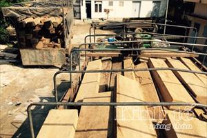 Đắk Lắk: Bắt giữ vụ vận chuyển hơn 55m3 gỗ lậu ở huyện Krông Bông