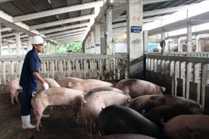 TP. Hồ Chí Minh tiêu hủy heo (lợn) VietGAP bị nhiễm chất cấm