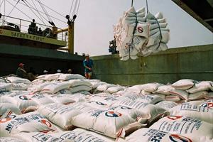 Triển khai Nghị định thư về xuất khẩu gạo qua Trung Quốc