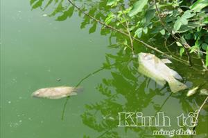 Bí thư Tỉnh ủy Phú Yên trực tiếp đi kiểm tra tại khu vực có cá chết