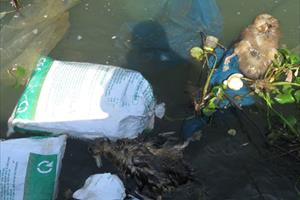 Phú Yên: Kinh hoàng hàng trăm bao tải vịt chết trôi lềnh bềnh trên sông Đà Rằng