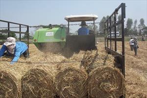 Tận dụng rơm rạ, hạn chế ngộ độc hữu cơ trong canh tác lúa