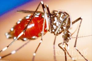 Phú Yên: Tổ chức chiến dịch phòng, chống bệnh do vi rút Zika và sốt xuất huyết