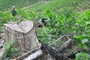 Đề nghị xử lý trách nhiệm chính quyền huyện Sơn Động vụ phá hơn 20ha rừng