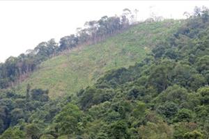 Vụ doanh nghiệp phá rừng ở Bắc Giang: Thoát “mất chức” vì nghiêm túc rút kinh nghiệm!?