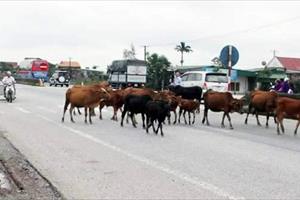 Hà Tĩnh: Trâu, bò “tung tăng” trên quốc lộ vì xã bận về đích... nông thôn mới