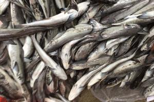 Vụ cá lồng chết ở đầm Lăng Cô: Đã có báo cáo sơ bộ về chất lượng nước