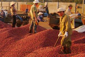 Niên vụ cà phê 2014 - 2015: Mùa chẳng được, giá cũng mất