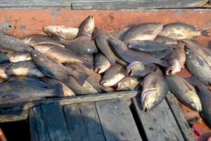 Sớm đề xuất các giải pháp hỗ trợ ngư dân vùng có cá chết