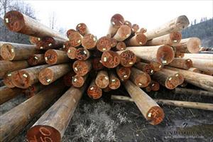 Nhập khẩu gỗ nguyên liệu: Cần quan tâm đến nguồn gốc 