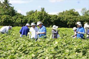 Sinh viên nước ngoài đến Việt Nam tìm hiểu về canh tác nông nghiệp