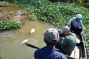 Cá chết bất thường ở Quảng Nam: Nguyên nhân không phải do nguồn nước