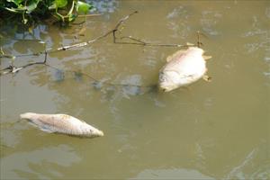 Cá chết bất thường ở Quảng Nam: Nguyên nhân do vi khuẩn và thời tiết bất thường
