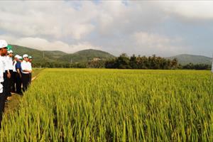 Hiệu quả liên kết sản xuất và tiêu thụ hạt giống lúa tại các tỉnh miền Trung