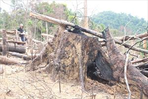 Quảng Nam: Bắt tạm giam đối tượng liên quan vụ phá rừng phòng hộ Tiên Lãnh