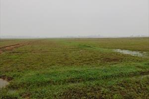 Gần 220ha đất lúa nguy cơ bỏ hoang sẽ gieo cấy xong trước ngày 20/3