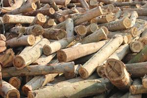 Khánh Hòa chỉ đạo điều tra 100m3 gỗ quý tại kho chứa Công ty TNHH Xuân Sơn