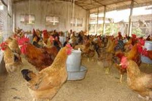 Bộ Nông nghiệp và PTNT chỉ đạo ngăn chặn virus A/H7N9 xâm nhập vào Việt Nam