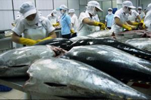 Cá ngừ Việt Nam nhập khẩu vào Mỹ bị kiểm tra