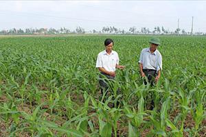 Diện tích đất trồng lúa sẽ giảm khoảng 100.000 ha