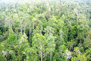 Năm 2020 phấn đấu đạt 500.000ha rừng bền vững