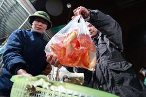 Ngày ông Táo: Giá cá chép đỏ từ ao nuôi đến bán lẻ tăng gấp 3