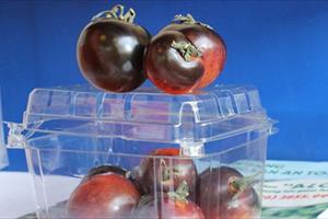 Cà chua đen chocolate giá cao gấp 10 lần cà thường vẫn được săn lùng
