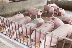 Vì sao chất cấm có trong chăn nuôi lợn vẫn không giảm?