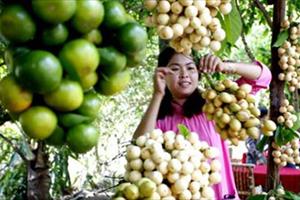 Nông nghiệp Việt cần tăng chất sản phẩm để bứt phá trong TPP