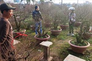 Những khu vườn bạc tỷ ở Nhật Tân