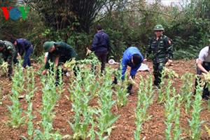 Cao Bằng phát hiện vườn thuốc phiện hơn 3.000 cây
