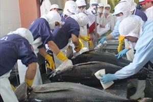 Cá ngừ đại dương Việt Nam lập kỷ lục giá tại Nhật Bản
