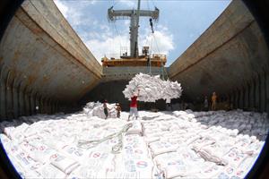 Theo dõi rà soát tình hình sản xuất, xuất khẩu gạo