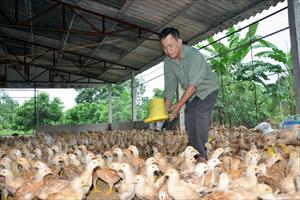 Cho nhập khẩu gà Trung Quốc: Cách để 'giết' người chăn nuôi