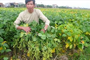 Thông tin thất thiệt về cây đậu nành: Người nông dân hoang mang