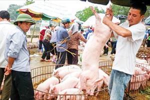 Xuất khẩu lợn sang Trung Quốc: Chớ thấy giá cao mà ồ ạt vào đàn