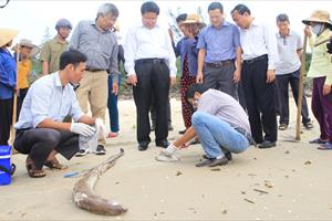 Vẫn chưa tìm ra nguyên nhân làm cá chết tại các tỉnh miền Trung