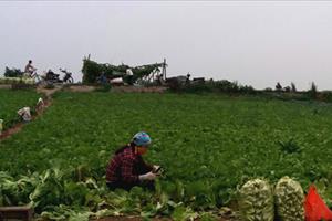 Nông dân Phú An thu nhập cao từ trồng rau theo tiêu chuẩn VietGAP