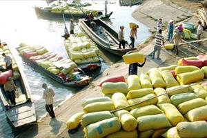 Thái Lan bán gạo ồ ạt, xuất khẩu gạo Việt sẽ ra sao?