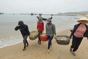 Hỗ trợ khẩn cấp người dân thiệt hại do hải sản chết bất thường