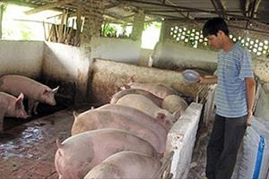 “Trung Quốc dừng mua lợn là chết người chăn nuôi”