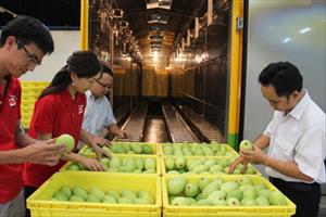 Australia công bố 16 điều kiện cho xoài nhập khẩu từ Việt Nam