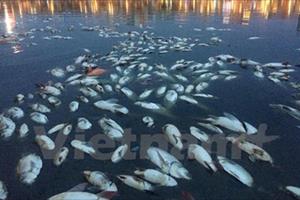 Hà Nội vào cuộc vụ cá chết tại hồ Hoàng Cầu