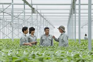 Vingroup liên kết với 1.000 hợp tác xã và hộ nông dân cung ứng nông sản sạch và an toàn