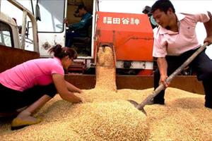 Mỹ kiện Trung Quốc trợ giá nông sản trái quy định WTO